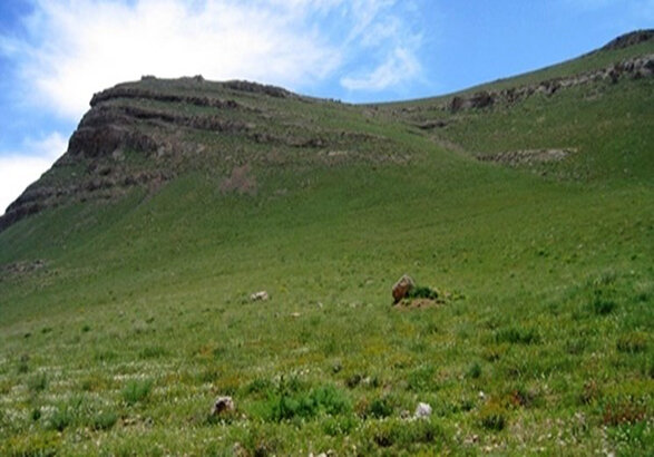 زنجان مراتع، شریان حیاتی دامداری زنجان هستند