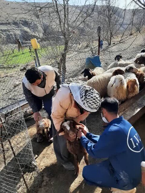 بیماری بروز تب برفکی در شهرستان ایوان، بیاساس است