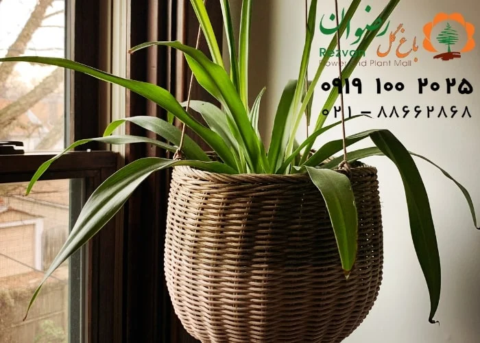 اتاق خواب | آپارتمان گیاه آپارتمانی مناسب اتاق خواب